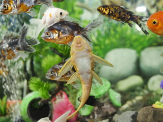 The swimming goldfish looks very beautiful accompanied by several types of fish which are also beautiful in very clear water