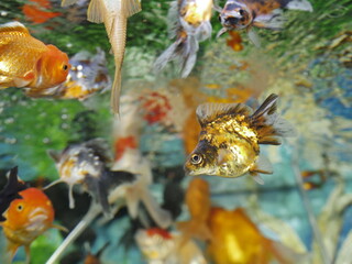 The swimming goldfish looks very beautiful accompanied by several types of fish which are also beautiful in very clear water