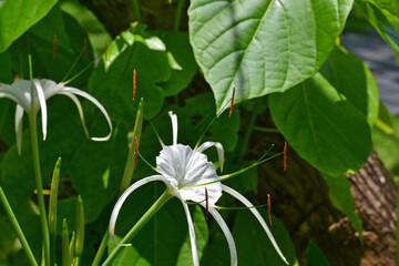 White exquisite blooming hymenocallis flower among green leaves