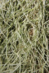 close up of a hairy Spanish moss grass