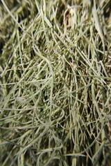 Green hairy Spanish moss.