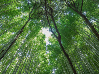 Naklejka premium 京都の竹林