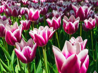 pink and white tulips in the park on a sunny day close up