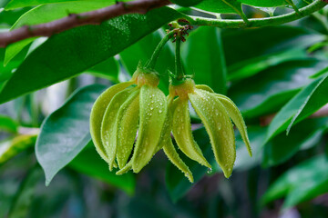 close-up of raindrops on climbing ylang-ylang flower