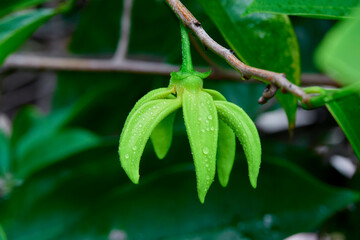 Fototapeta na wymiar closeup water drops on green climbing ylang-ylang flower