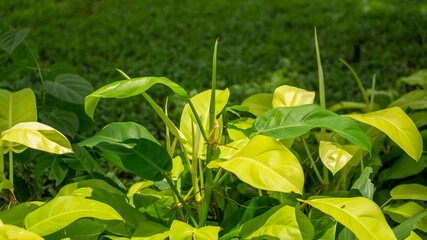 Philodendron yellow and green  young leaves, tropical plant in garden