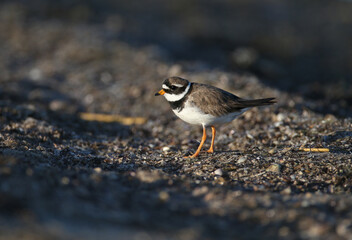 Young and adult common ringed plover or ringed plover (Charadrius hiaticula) in winter plumage, close-up shot on the lake shore in soft morning light