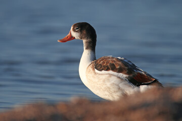 Close-up photo of a young common shelduck standing on the bank of blue water in soft morning light