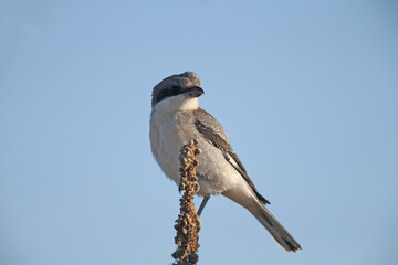 A young lesser gray shrike (Lanius minor) sits on a dry branch of a plant against a bright blue...