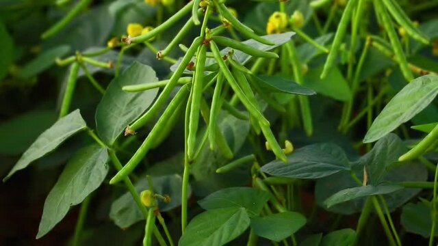 Mung bean flower, crop planting at the field,cultivation of Moong,crop planting at the field