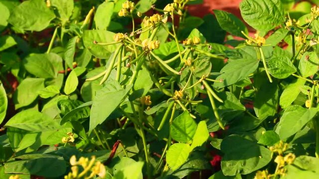 Harvest of green fresh beans in a garden,bunch of raw moong beans on plant in gujarat india,munggo ,green bean,Vigna radiata, agriculture concept of green moong