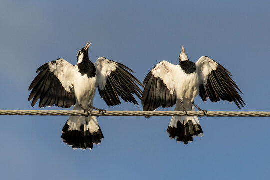 A pair of singing mudlarks with wings outspread.  Rare mudlarks or pee-wees singing and calling out on a wire