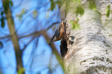 Kleiber an seiner Nisthöhle	