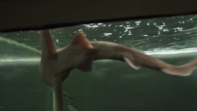 水槽の中で泳ぐドチザメ