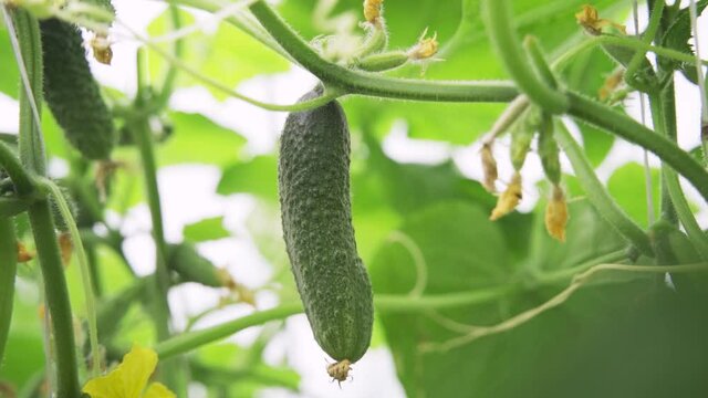 Ripe cucumber hangs on a branch. Gardening and cultivation concept. Harvesting season. Close-up