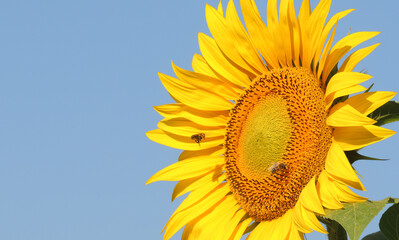 Blooming sunflower close-up against the blue sky