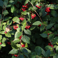 Wild rowan berries on a bush. Dark green leaves, red juicy berries close up photo. Autumn plant photo. 