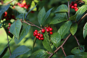 Wild rowan berries on a bush. Dark green leaves, red juicy berries close up photo. Autumn plant photo. 