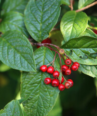 Wild rowan berries on a bush. Dark green leaves, red juicy berries close up photo. Autumn plant photo. 