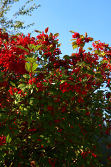 Fototapeta na wymiar Red berries on a bush, blue sky background. Vibrant colors of autumn. 