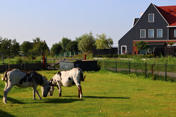 Fototapeta na wymiar Dutch country house, green lawn, two horses, blue sky. Countryside landscape. Nature of the Netherlands. 