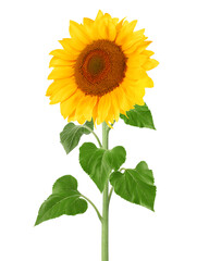 sunflower, isolated on white background, full depth of field, clipping path
