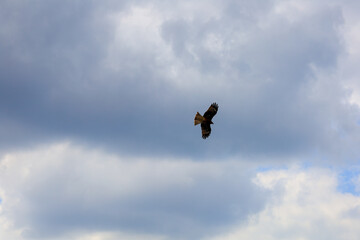 eagle in flight