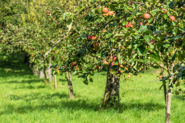Apfelbaum mit reifen &Auml;pfeln