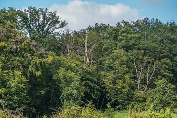 Fototapeta premium Waldschaden