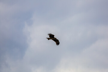 eagle in flight