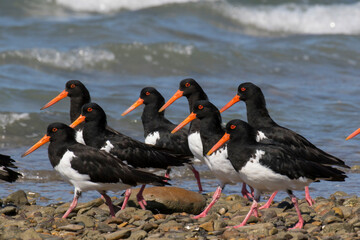 Pied Oystercatchers huddled together and walking in unison with bright orange beaks