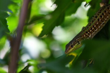 Jaszczurka na drzewie (prawdopodobnie jaszczurka zwinnka - Lacerta agilis)