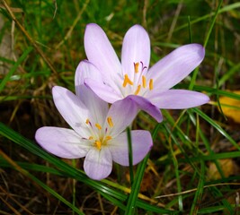 Fototapeta premium autumn purple crocuses in the grass