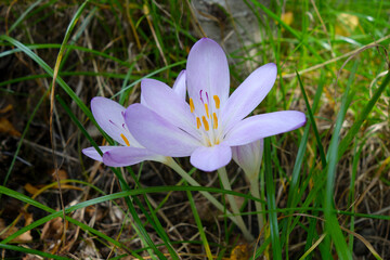 autumn purple crocuses in green grass