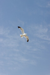 Gaviota volando