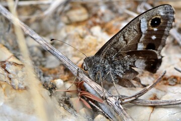 Motyl skalnik prozerpina (Brintesia circe)