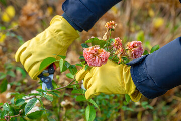 Pruning rose bushes in the fall. Garden work. The pruner in the hands of the gardener.