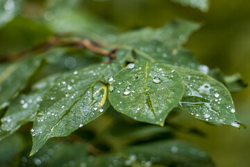 gocce di pioggia sul sottobosco