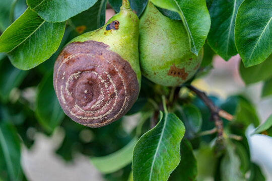 Rotten Pear on the fruit tree, Monilia laxa (Monilinia laxa) infestation, plant disease. The lost harvest of pears on the tree. Fruit plant disease. Farming.