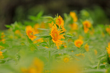 flower in the garden