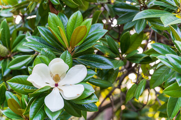 White magnolia flower on the background of foliage © Нина Кончакова