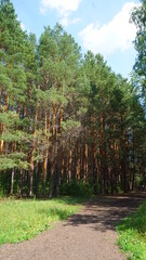 park green forest path forest in summer high tree trunks birch pine