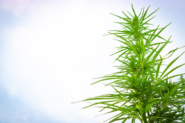 Fototapeta na wymiar Plant tops of wild Cannabis sativa. Green grass. Close-up.