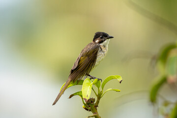 Close-up of a light-vented (Chinese) Bulbuls (Pycnonotus sinensis) sitting in a tree