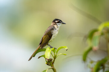 Close-up of a light-vented (Chinese) Bulbuls (Pycnonotus sinensis) sitting in a tree