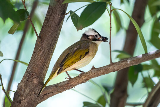 Close-up of a light-vented (Chinese) Bulbuls (Pycnonotus sinensis) sitting in a tree
