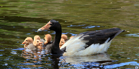 Magpie Goose with very sweet goslings all in the water