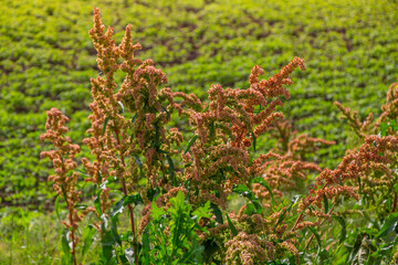 Rumex in the flowering meadow near field. Horse sorrel
