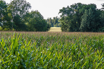 Maisfeld im Sommer
