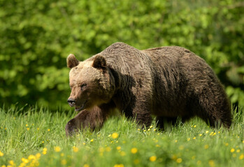 Wild brown bear ( Ursus arctos )